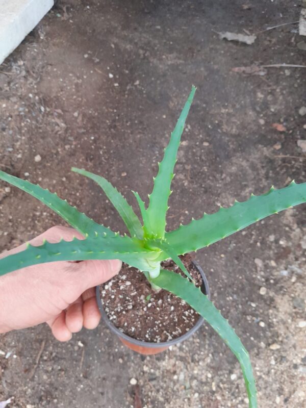 Aloe arborescens - Image 2