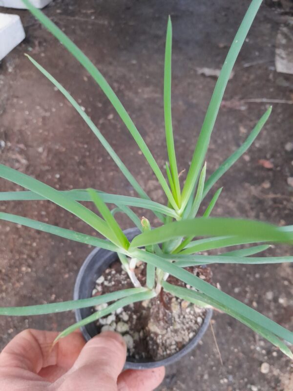 Bulbine frutescens