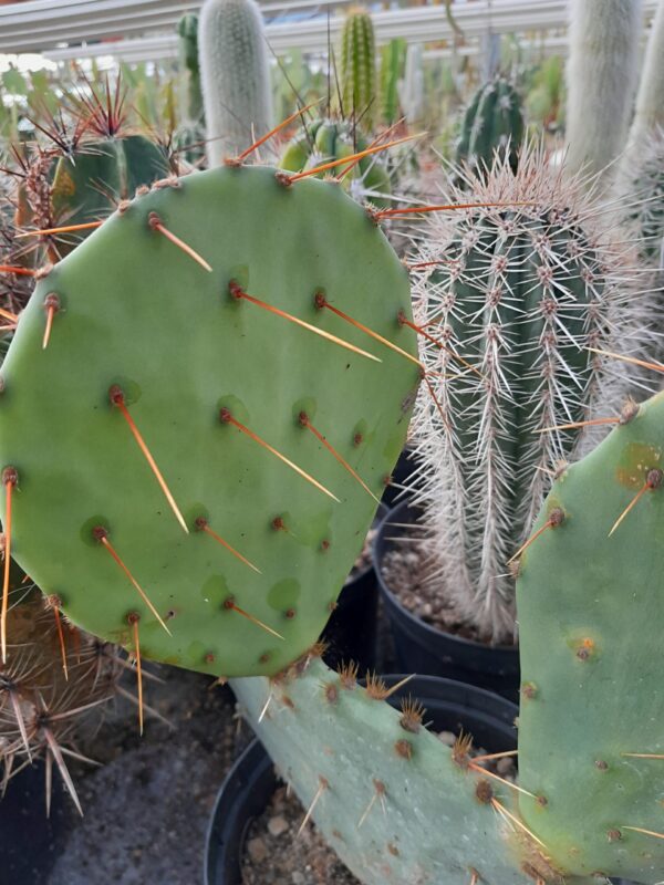 Opuntia orbiculata, Texas, Seymour