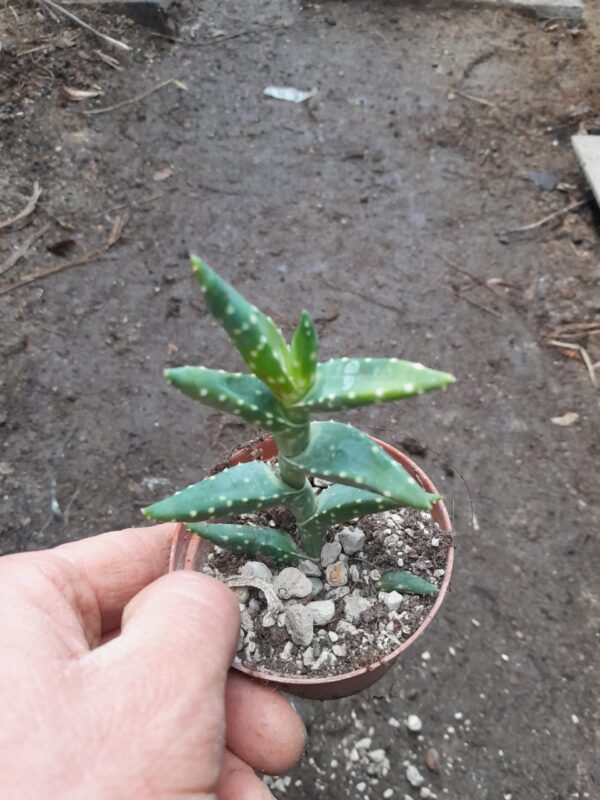 Aloe arenicola