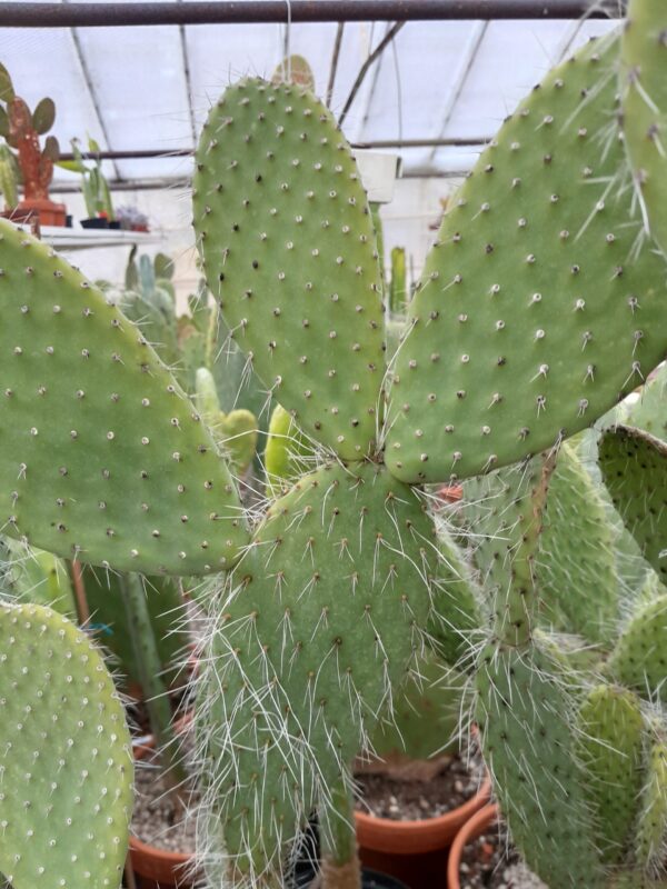 Opuntia leucotricha