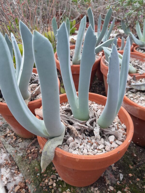 Cheiridopsis denticulata