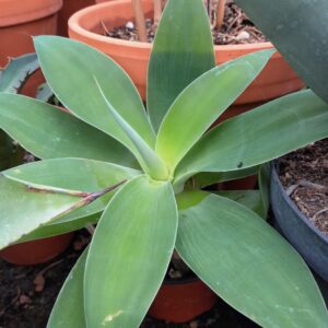 Agave attenuata