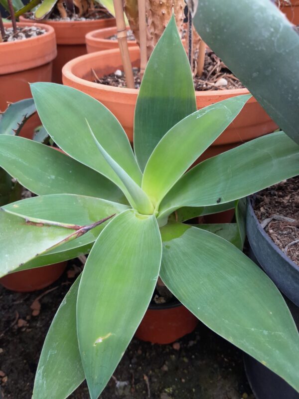 Agave attenuata