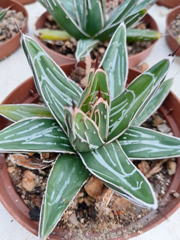 Agave victoriae-reginae