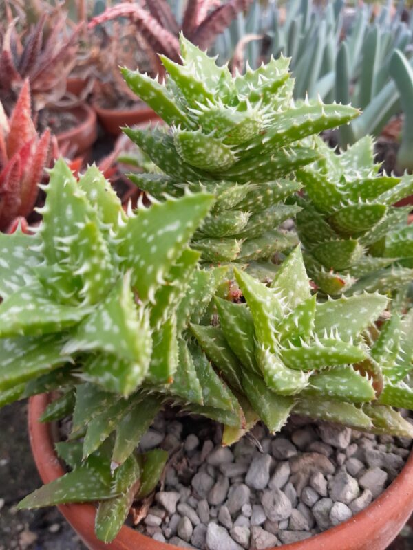 Aloe juvenna