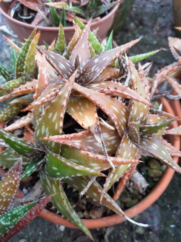 Aloe jucunda