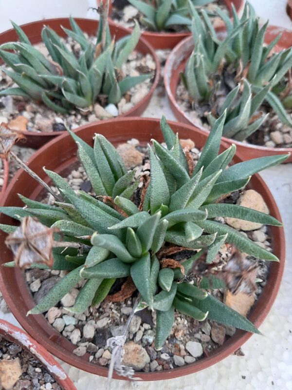 Bergeranthus multiceps - Image 2