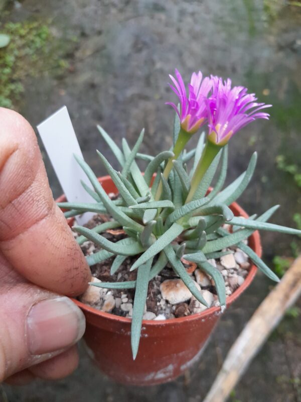 Marlothistella uniondalensis