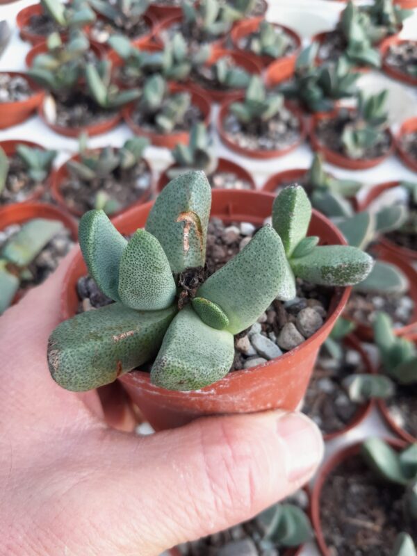 Pleispilos compactus ssp canus - Image 2