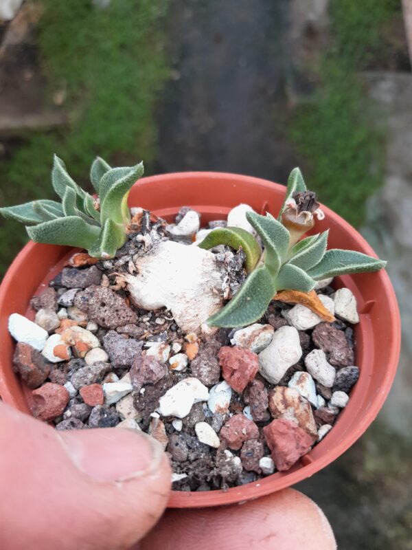 Nananthus transvaalensis