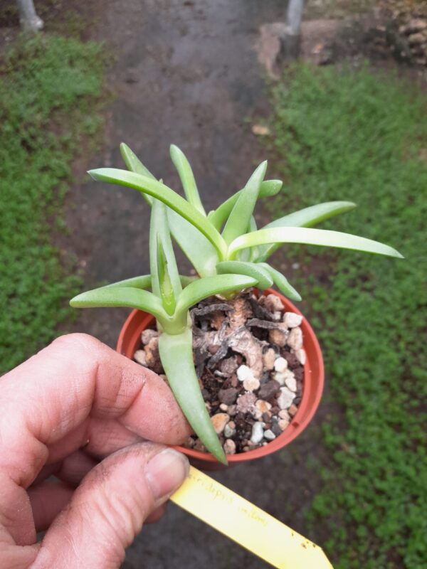 Cheiridopsis imitans