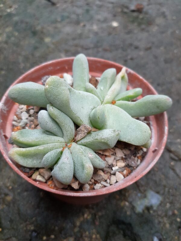 Glottiphyllum oligocarpum - Image 2