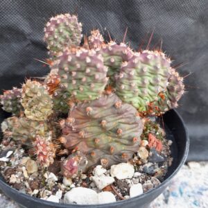 Opuntia fragilis hybrid, gul blomst