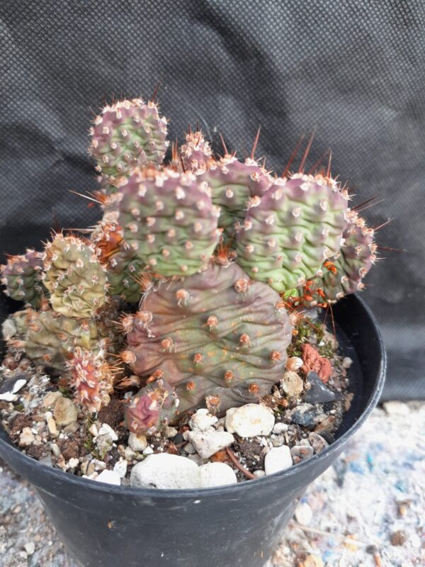 Opuntia fragilis hybrid, gul blomst