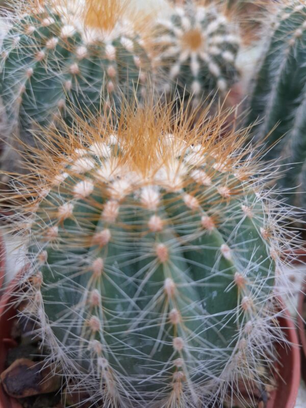 Parodia magnifica - Image 2