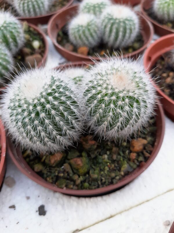 Parodia leninghausii cv albispina