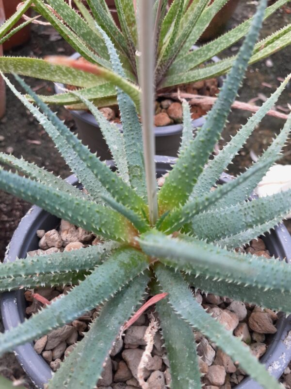 Aloe parvula