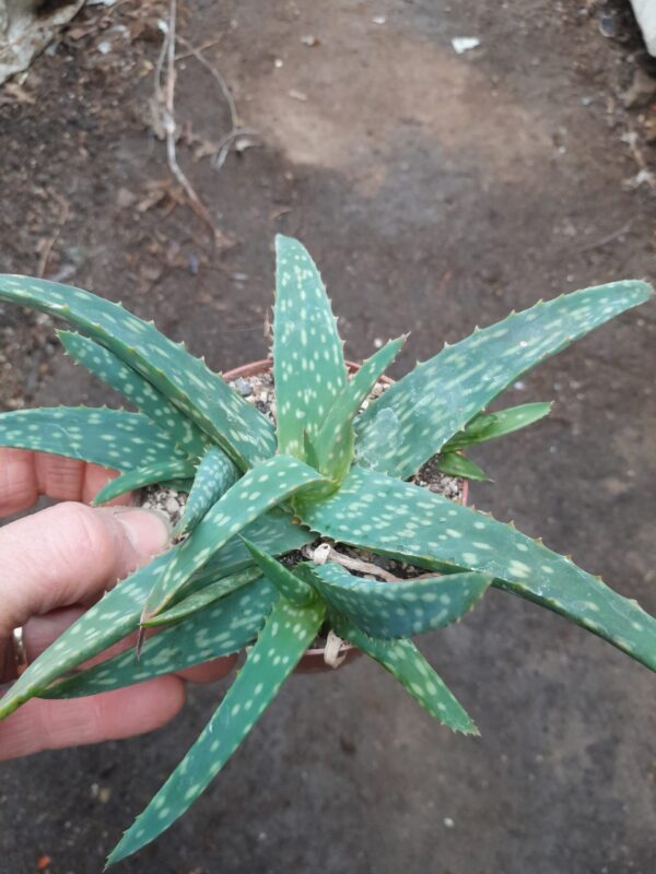 Aloe sinkatana
