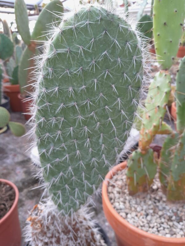 Opuntia pilifera