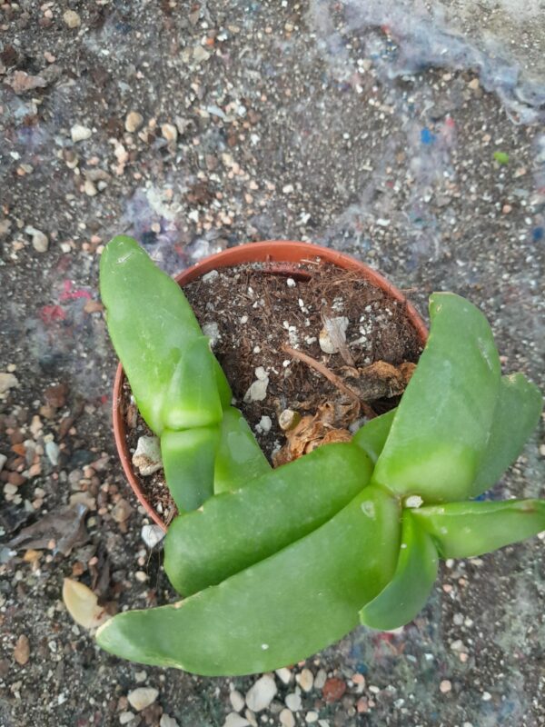 Glottiphyllum linguiforme