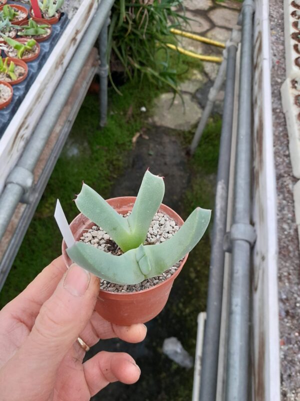 Cheiridopsis excavata v dilatata, SB629