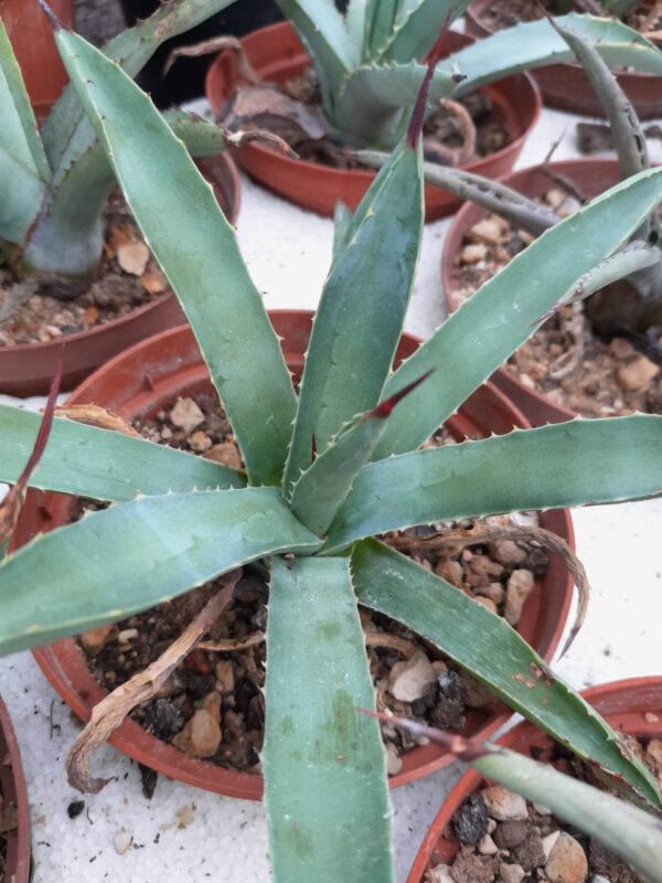 Agave macroacantha