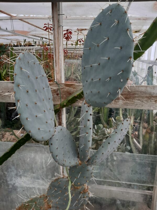 Opuntia robusta