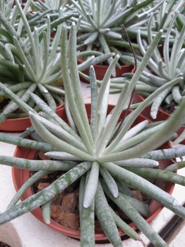 Senecio scaposus