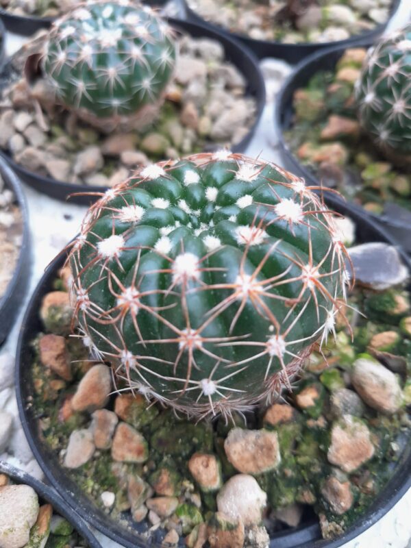 Parodia crassigibba (=P. werneri = Notocactus uebelmannianus)