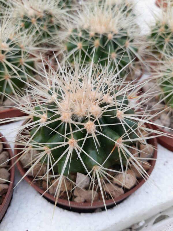Echinocactus grusonii - Image 2