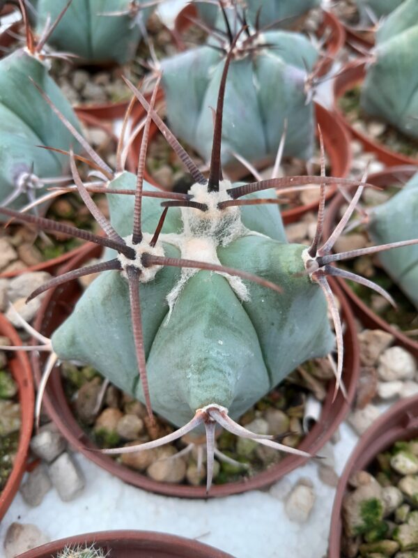 Echinocactus platyacanthus