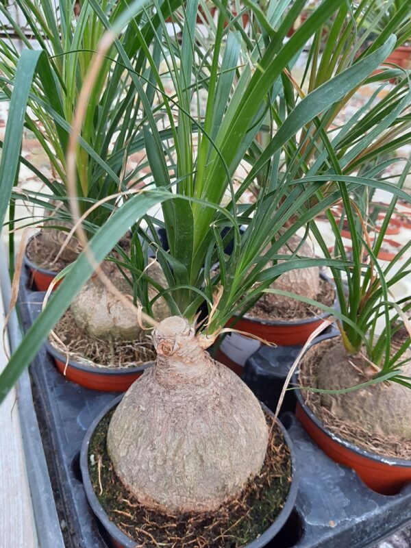 Beaucarnea recurvata