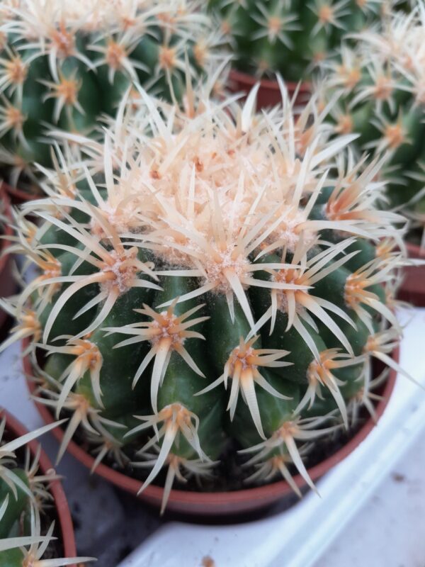 Echinocactus grusonii f. curvispinus