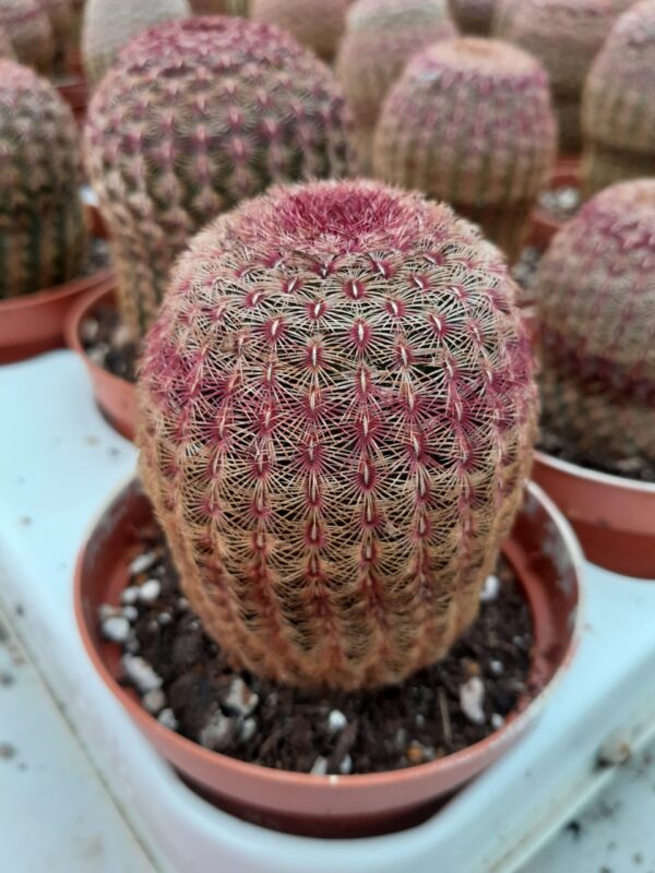 Echinocereus rigidissimus ssp rubispinus