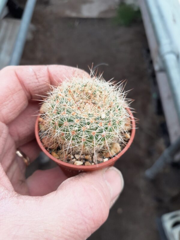 Parodia concinna - Image 2