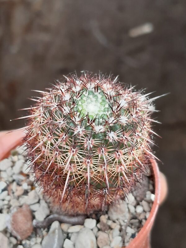 Parodia mueller-melchersii (=P. rutilans)