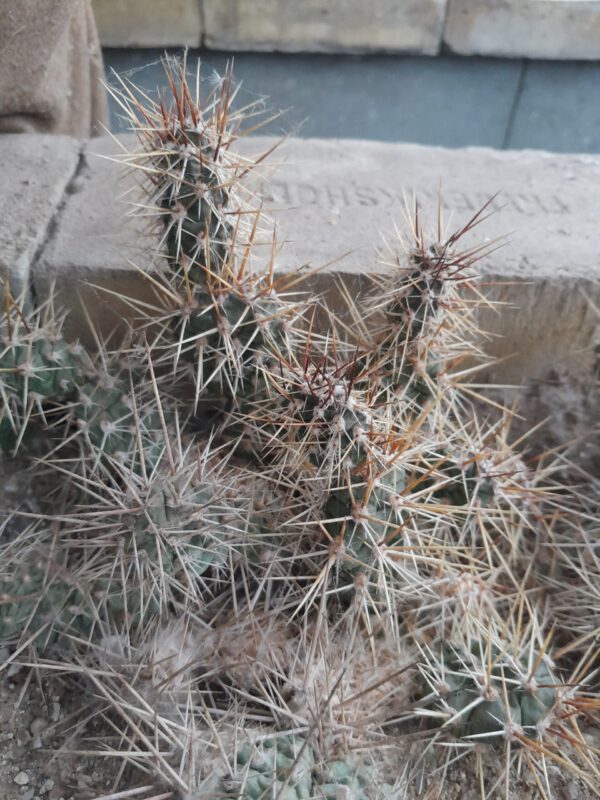 Opuntia fragilis cv Feldberg