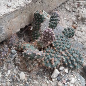 Opuntia fragilis cv Freiburg