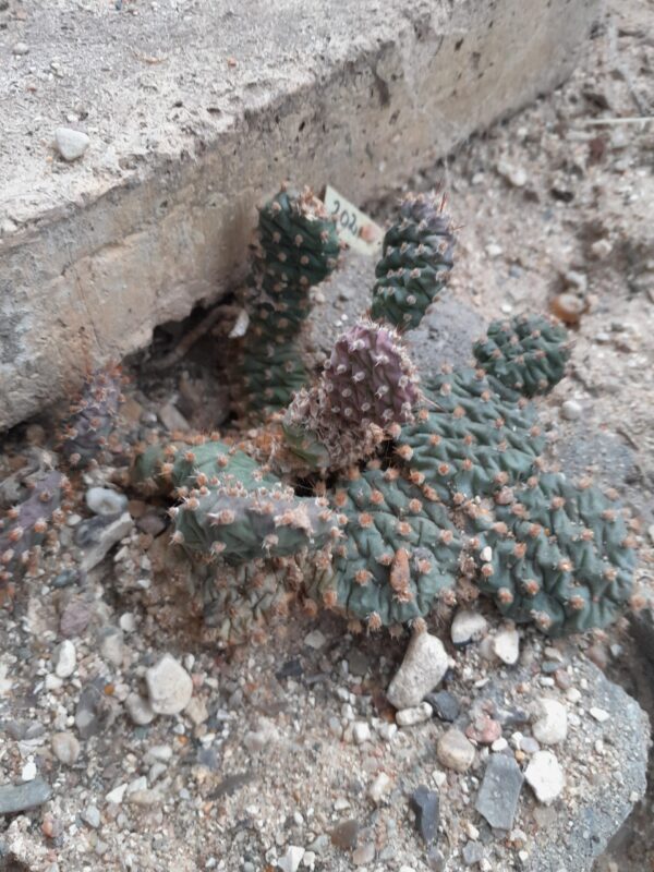 Opuntia fragilis cv Freiburg