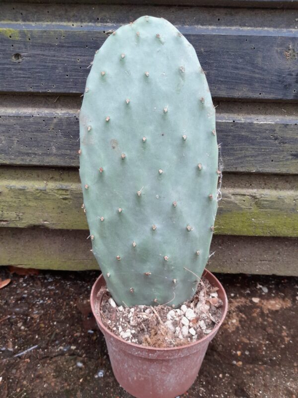Opuntia ficus-indica
