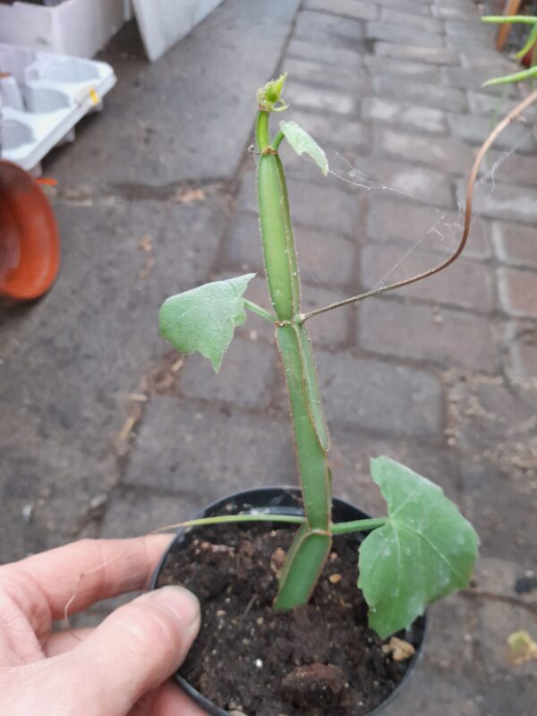 Cissus quadrangularis