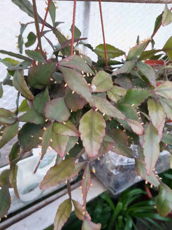Rhipsalis elliptica
