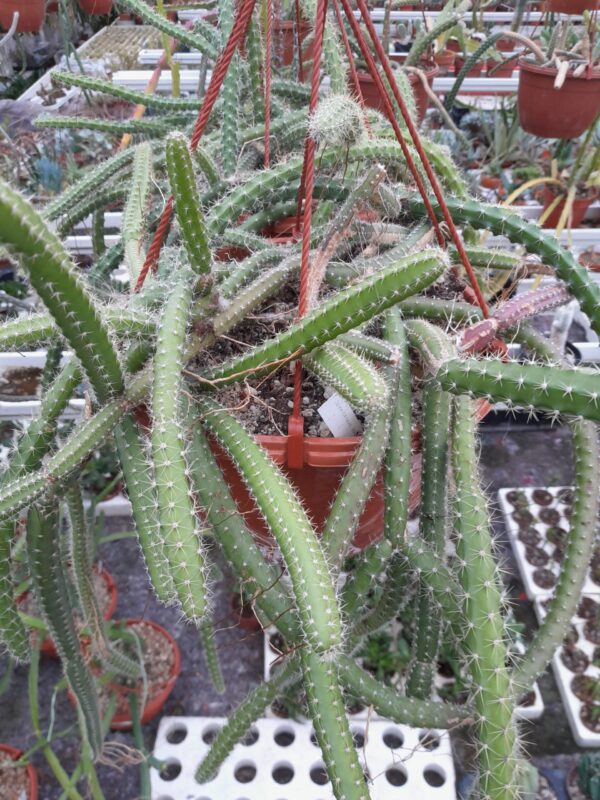 Selenicereus vagans
