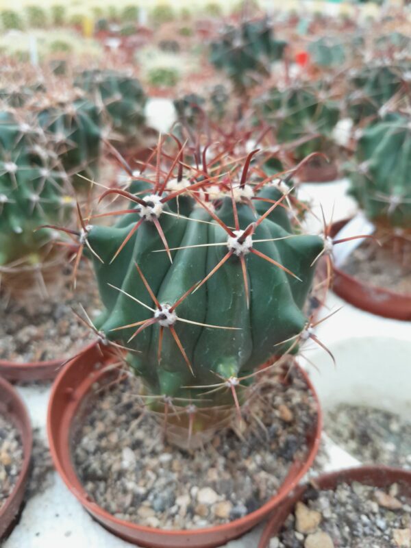 Ferocactus herrerae
