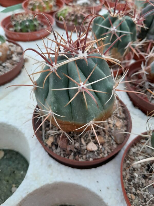 Ferocactus gracilis ssp gatesii
