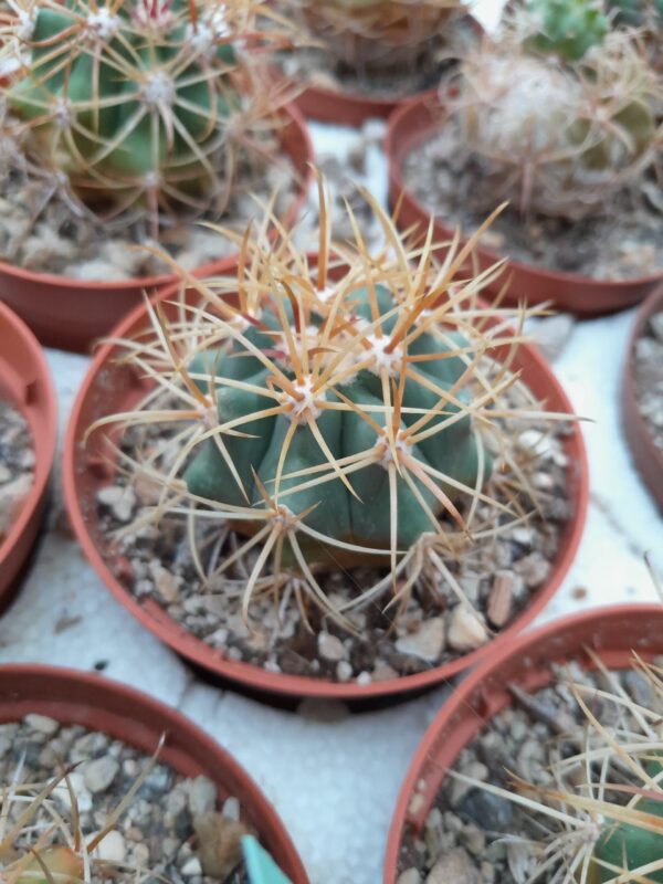 Ferocactus diguetii