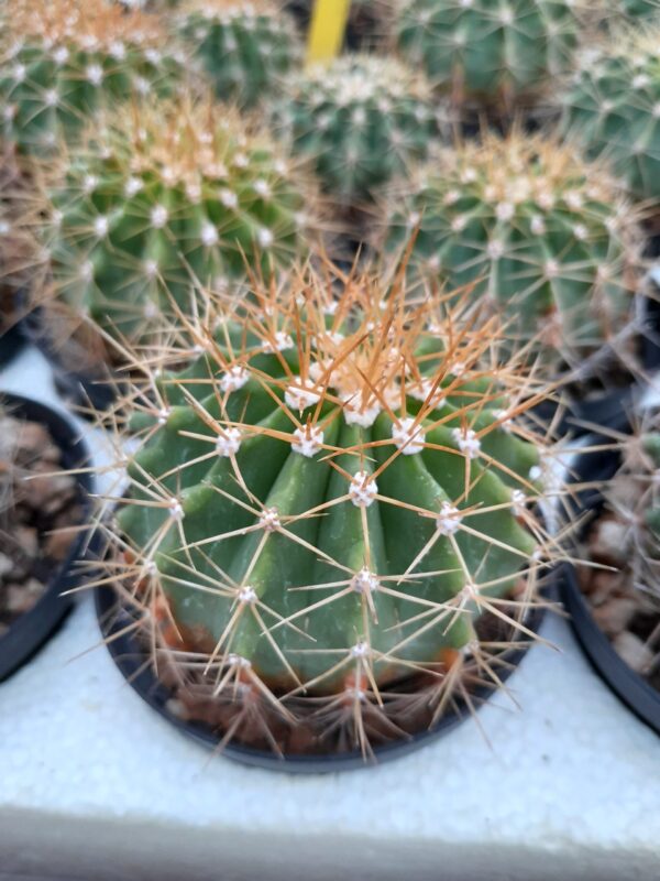 Ferocactus schwarzii