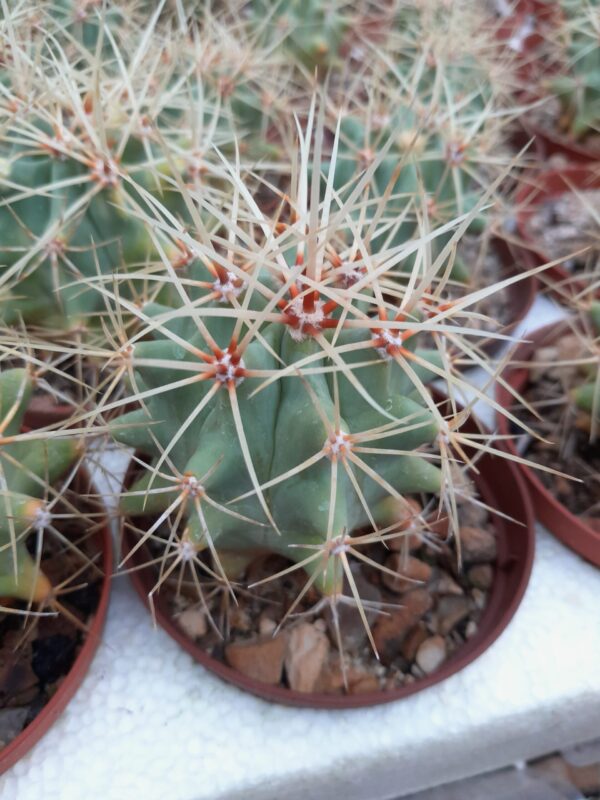 Ferocactus glaucescens