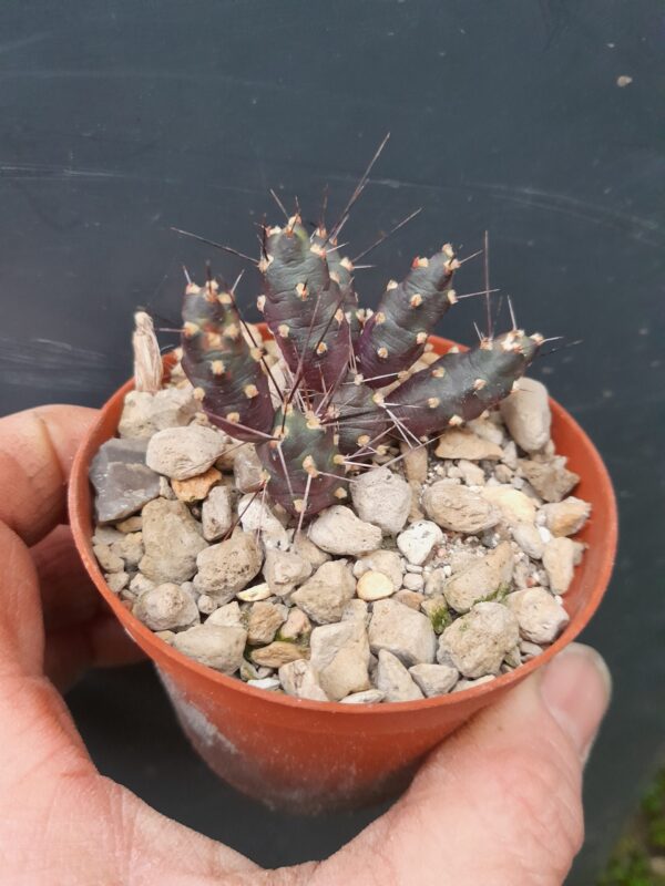 Tephrocactus nigrispinus